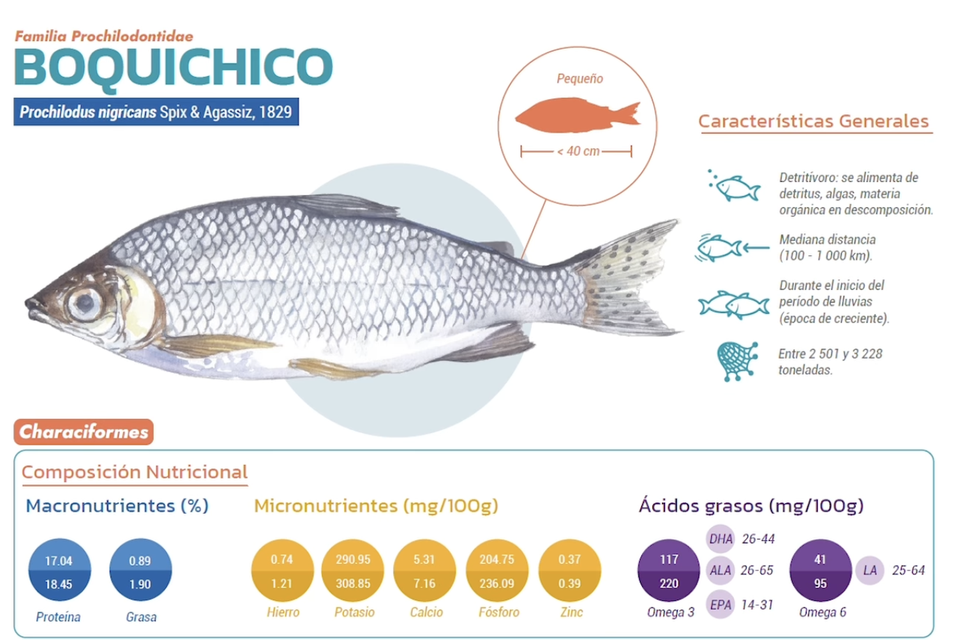 Recursos pesqueros de la Amazonía. Guía sobre el valor nutricional de los peces comerciales en Loreto